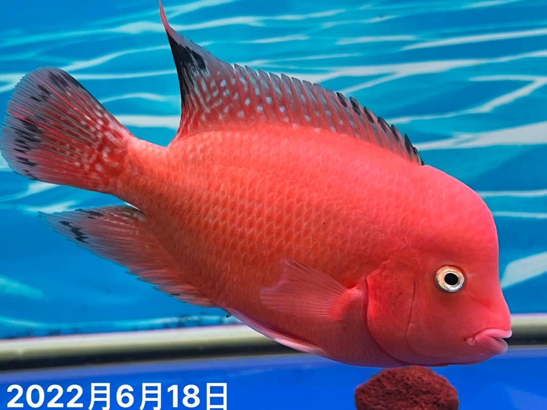 红马罗汉鱼作为风水鱼，其寓意和作用究竟有何忒别之处？