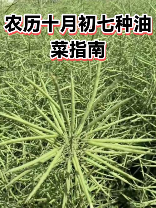 2025年11月26日农历十月初七适合种植什么作物？