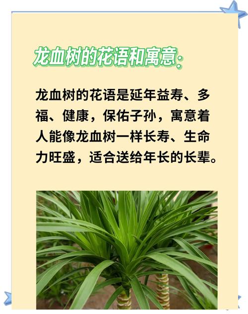 龙血树的风水作用有哪些具体表现？