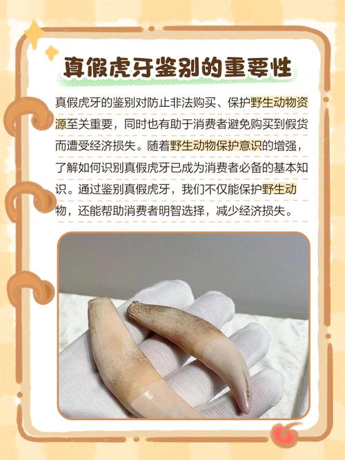 长三个虎牙是何等命格？