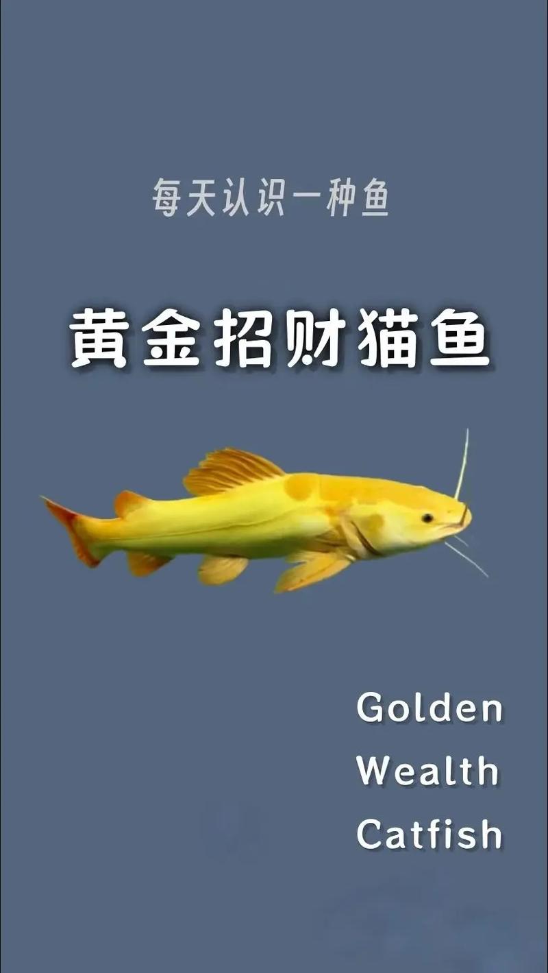 招财猫鱼作为风水鱼，其招财功效真的不容小觑吗？