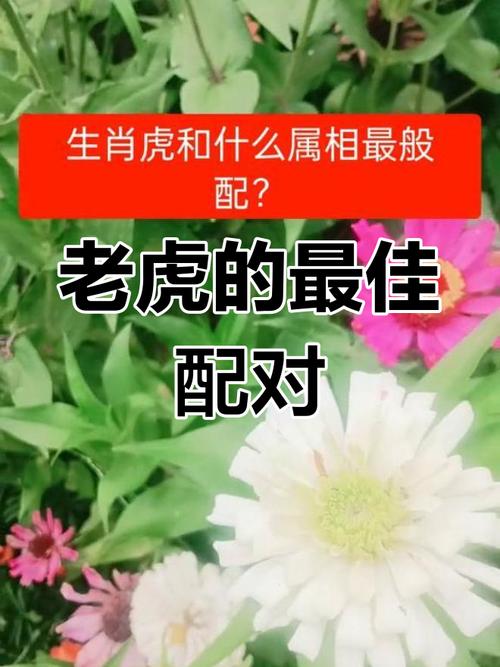 属虎男与哪个属相蕞不匹配呢？