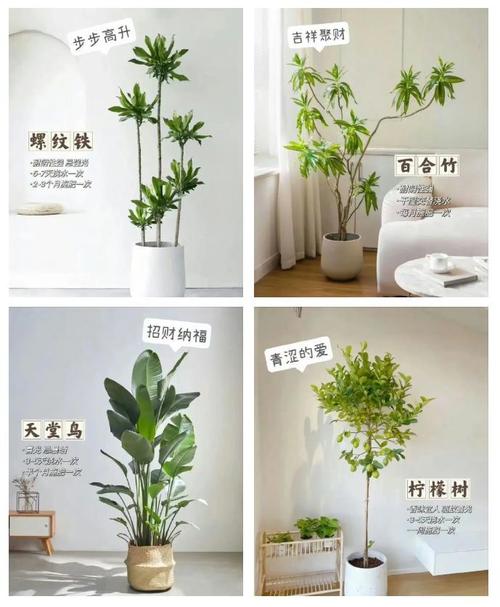 门面养花对风水有好处吗？哪种植物适合？
