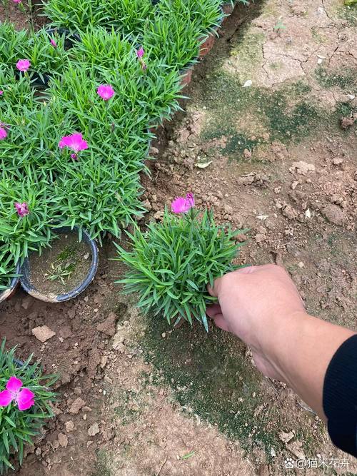 2025年12月25日农历冬月初六适合种植什么植物？今天可以种植哪些植物呢？