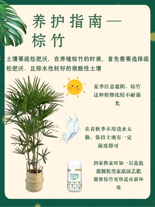 棕竹对风水有益吗？如何养护棕竹以增强其风水效果？