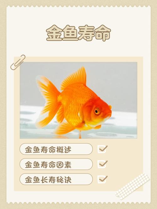 风水养鱼对鱼的寿命有影响吗？