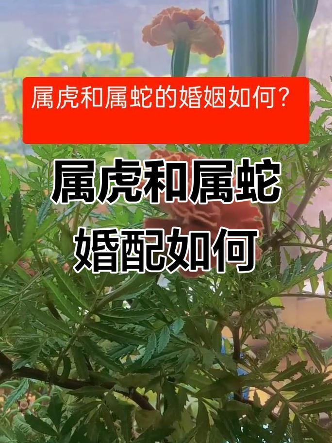 属虎和属蛇的婚姻真的不合适吗？有没有科学依据？