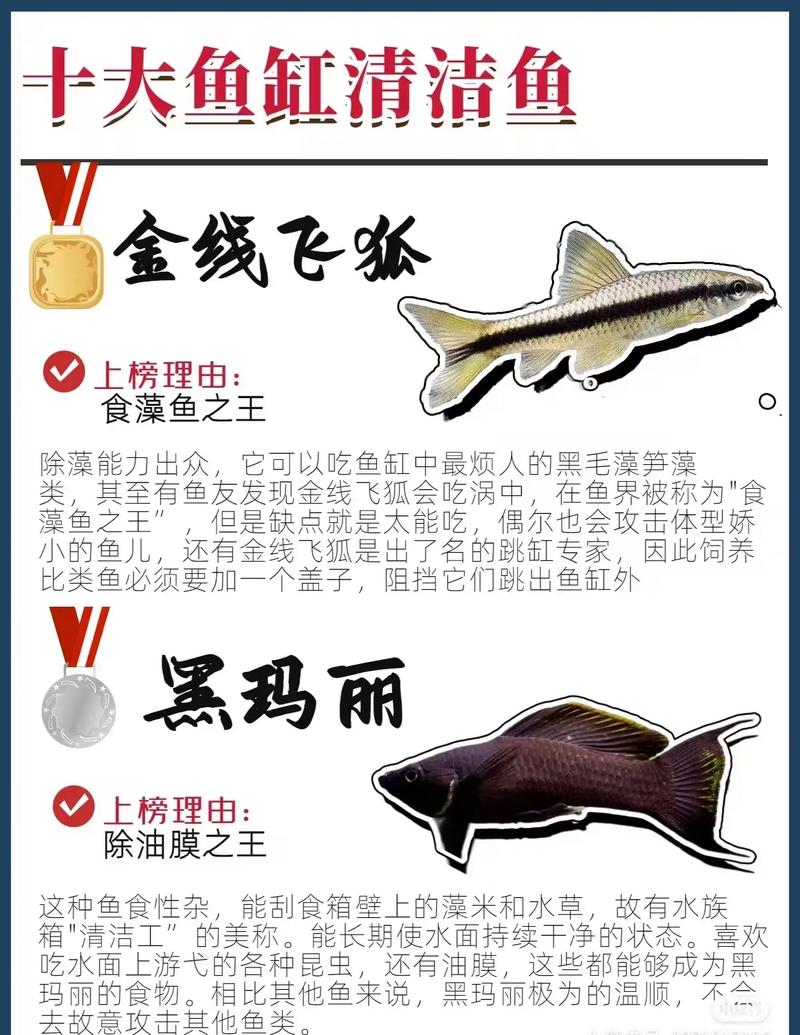 清道鱼究竟是不是被归类于风水鱼的一种呢？