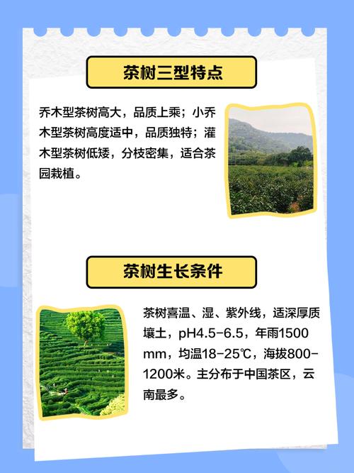 茶树作为风水树，其摆放位置和作用有何讲究？