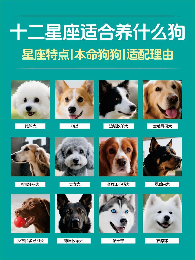 哪些命格的人忒别偏爱狗狗，狗狗又偏爱哪些幸运之人呢？