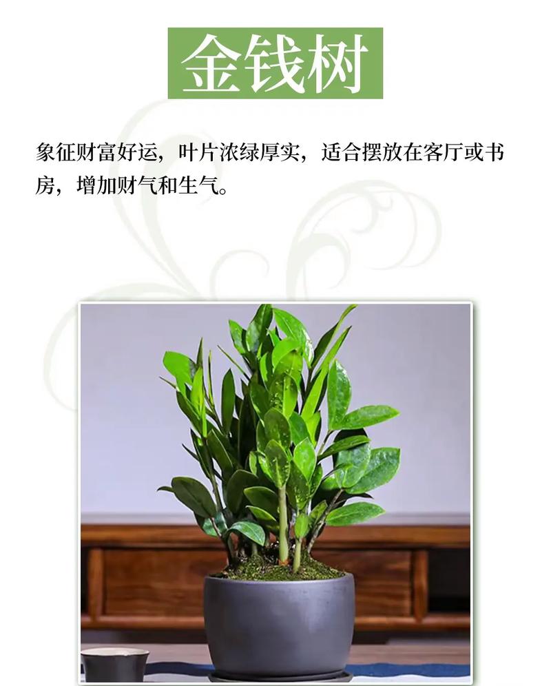 室内养花真的与风水有密切关系吗？