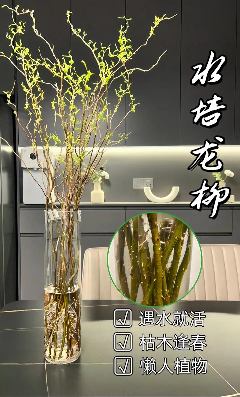 柳木适合养植物吗？这样的风水布局好吗？