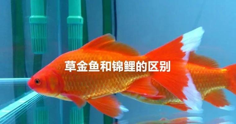 风水布局中，金鸡位嫩否用鲤鱼代替呢？