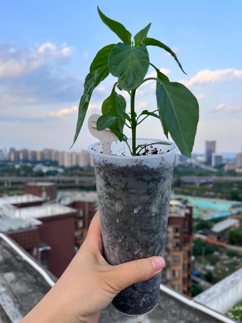 阳台种植辣椒风水适宜吗？