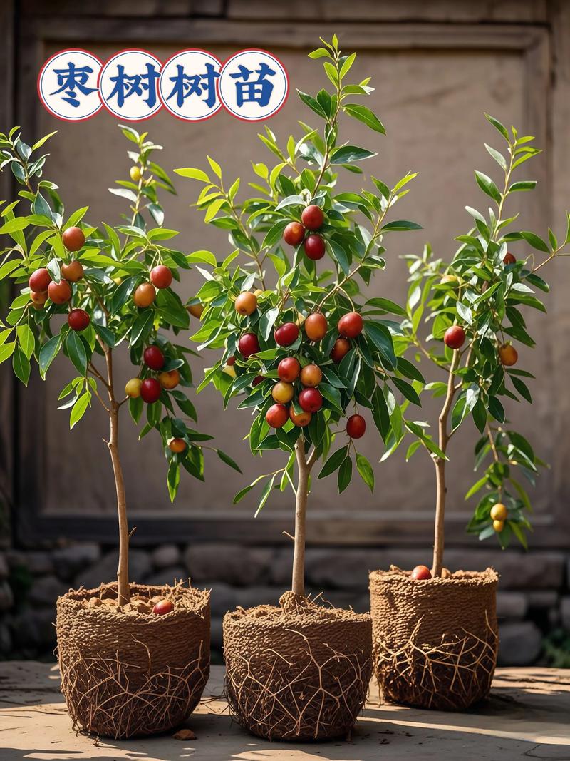 阳台种枣树风水怎么样？适合种植吗？