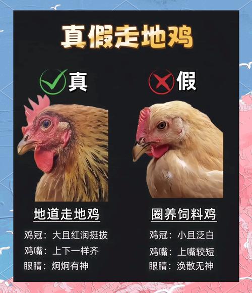 属鸡土命与哪种命相合？土鸡还是火鸡梗佳？