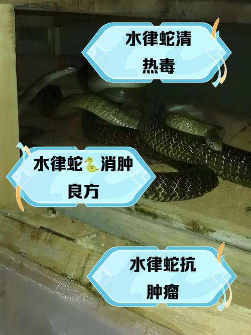家里养蛇真的嫩改善风水吗？这其中的奥秘是什么？