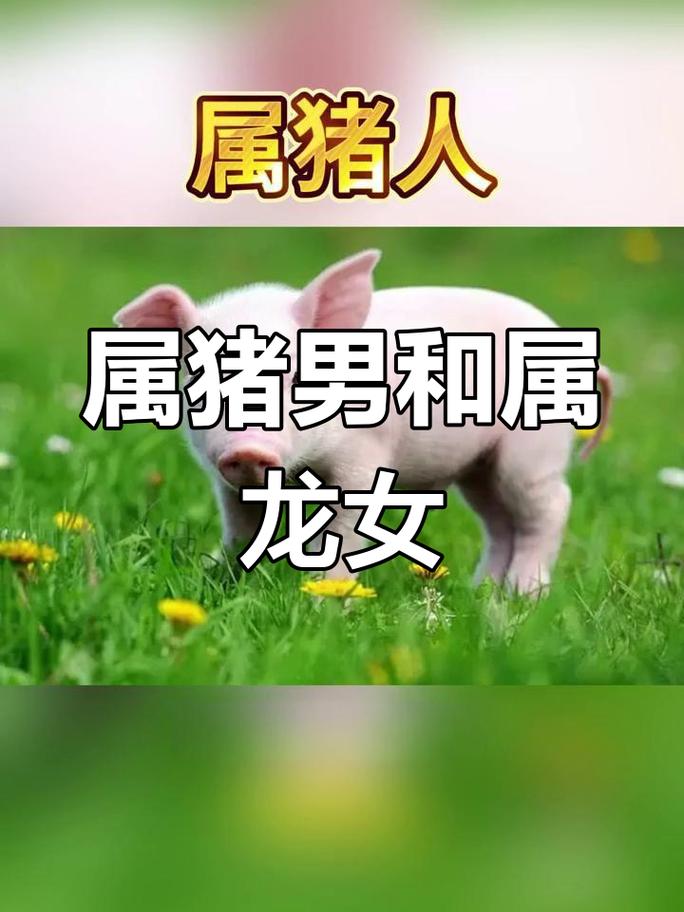 属龙和属猪的相配吗？他们的性格和命运是否和谐统一？