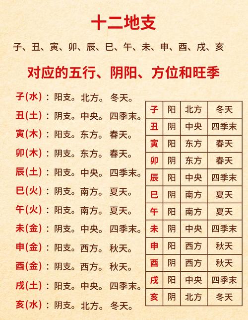 命理学中命属和地支分别代表什么含义？