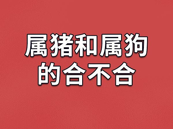 83年属猪的与94年属狗的合不合得来？