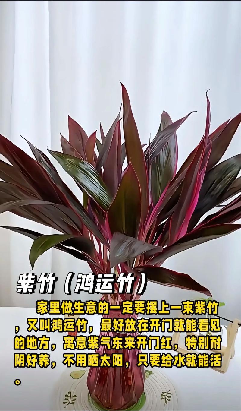 平房养花对风水有好处吗？哪种植物适合？