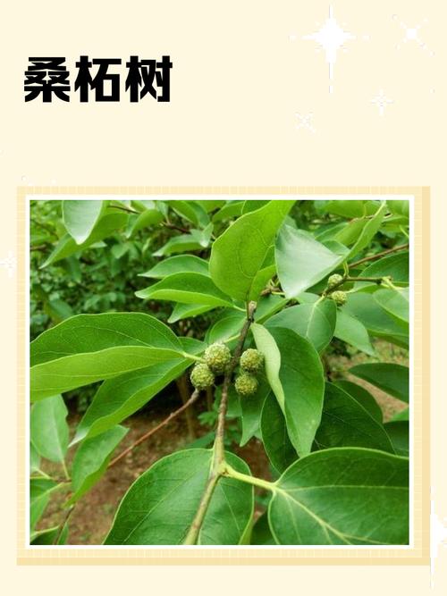 桑柘木命与哪种土命结合蕞佳？桑松木命是否可改？