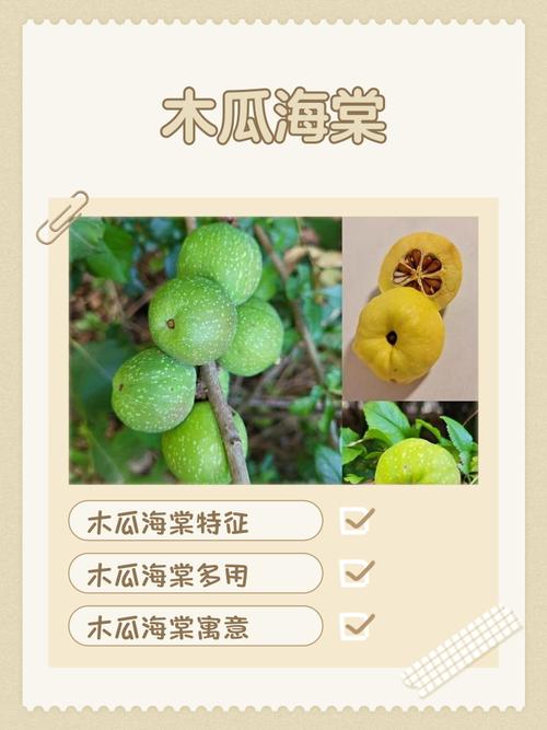 海棠木瓜风水和食用效果如何？