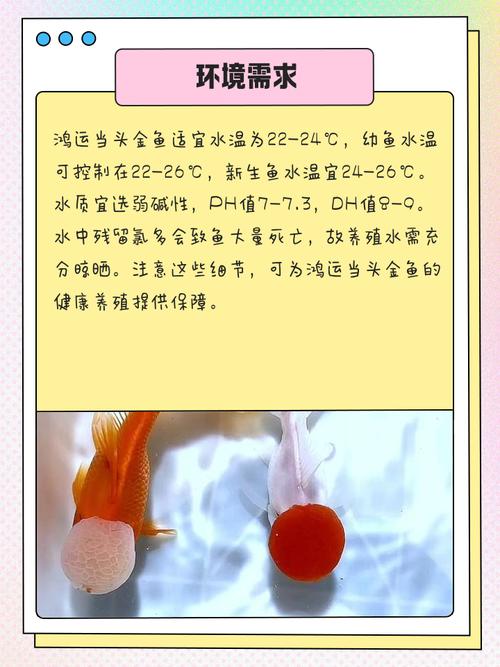 养金鱼真的需要讲究风水，否则会影响它们的生长和运势吗？