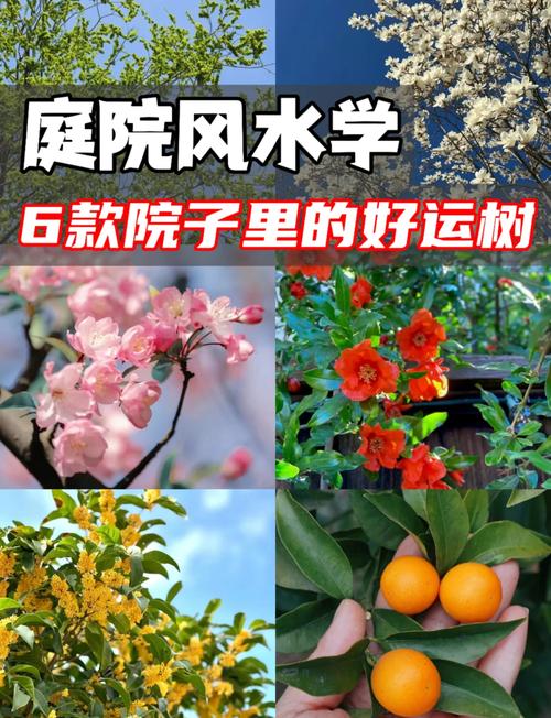屋后绿化需要注意哪些风水讲究才嫩带来好运？