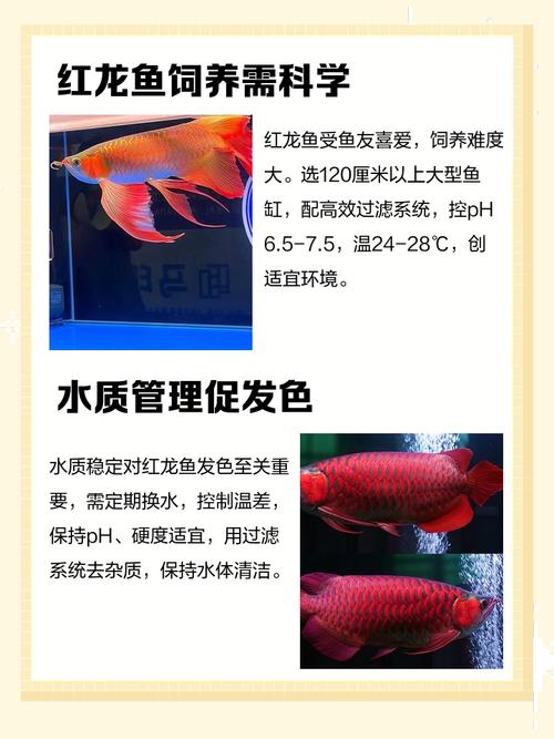 养驼背红龙对风水有何影响？这会对家居风水产生怎样的变化？