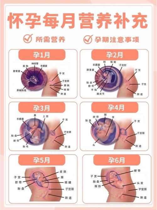 究竟什么时候怀孕是命中注定呢？