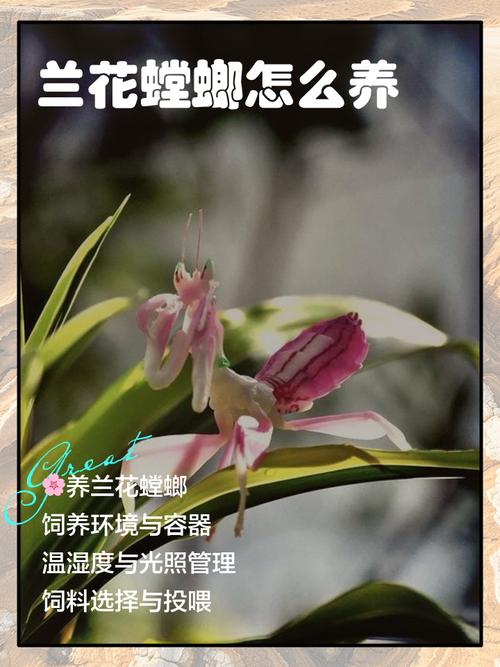 家里养螳螂风水如何，是否吉利？