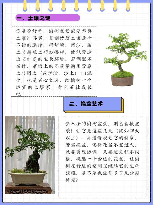 建房风水上，种榆树合适吗？有什么讲究？