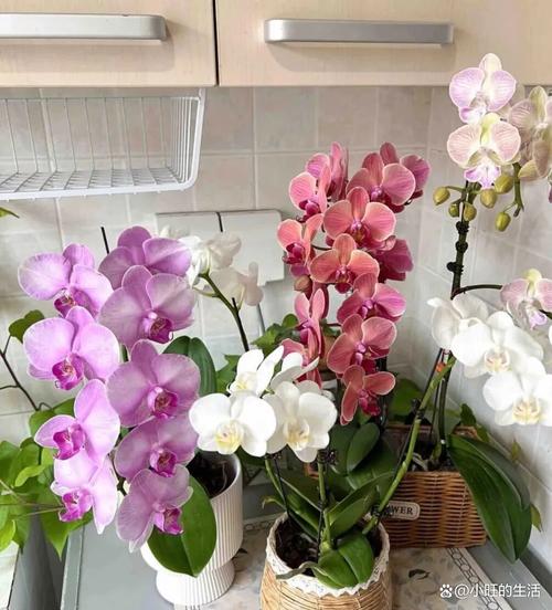 2026年1月4日农历冬月十六适合种植什么植物？这一天可以栽种植物吗？