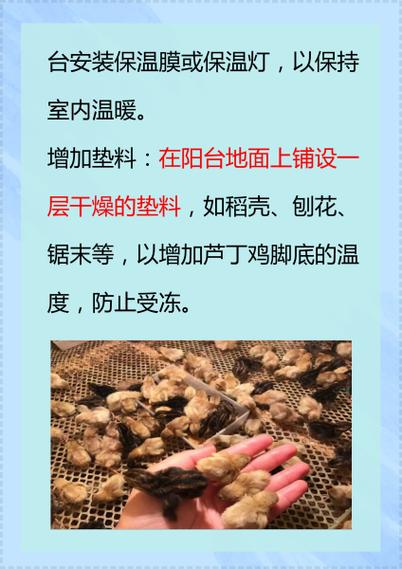 天台养鸡会对住宅风水产生怎样的影响呢？
