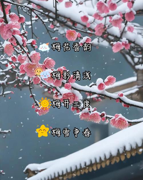 梅姓有涵养的女孩，取个什么名字既文雅又符合她的气质呢？