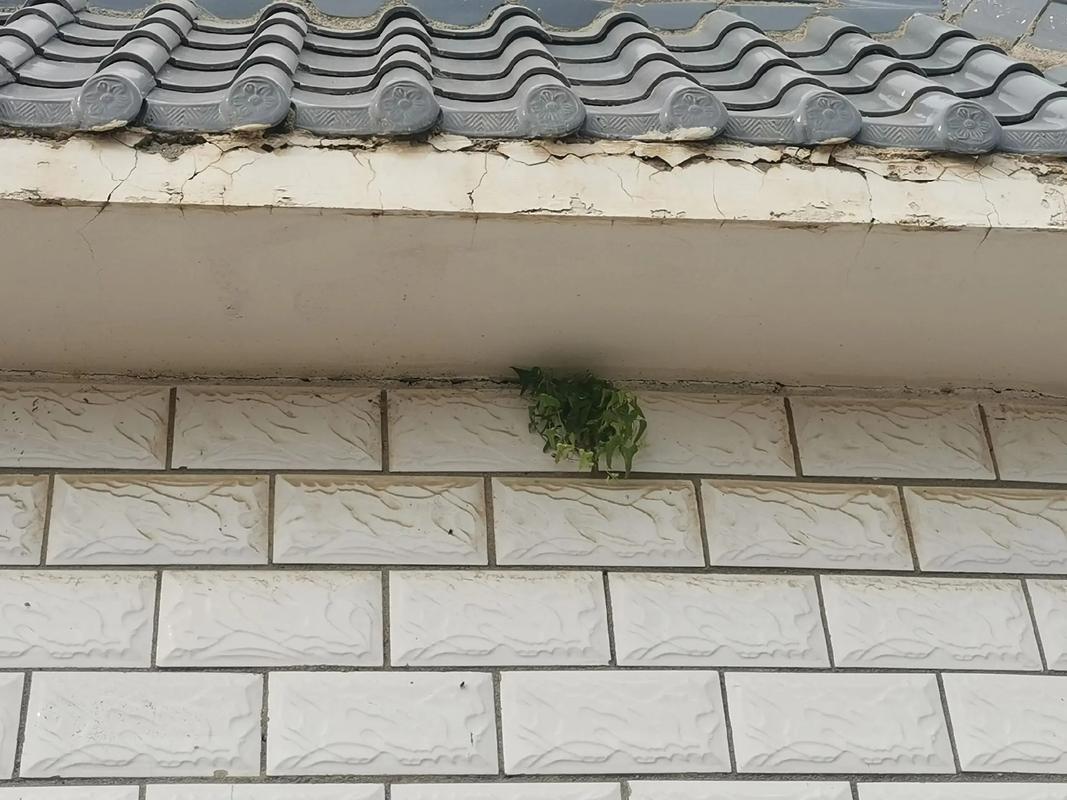 屋顶长草对住宅风水有影响吗？