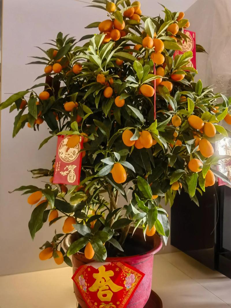 家里挂花对风水有影响吗？适合摆放吗？