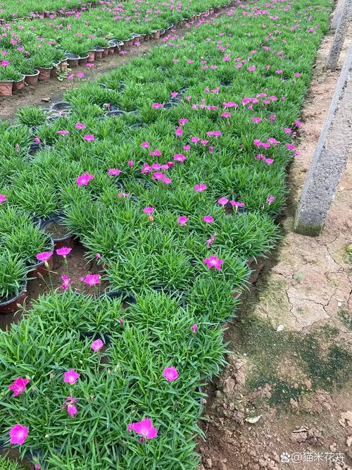 2025年12月25日农历冬月初六适合种植什么植物？今天可以种植哪些植物呢？