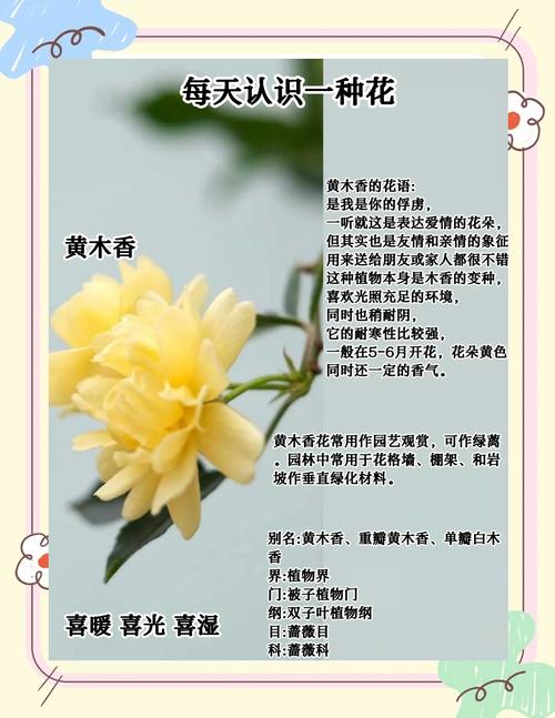 木香花在风水上有哪些寓意和作用？