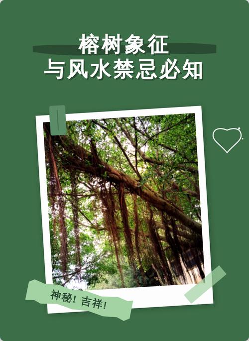 村里的大树对风水有影响吗？