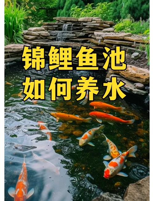 小型风水池适合养鱼吗？哪种鱼类梗适合在这样的环境中生活？