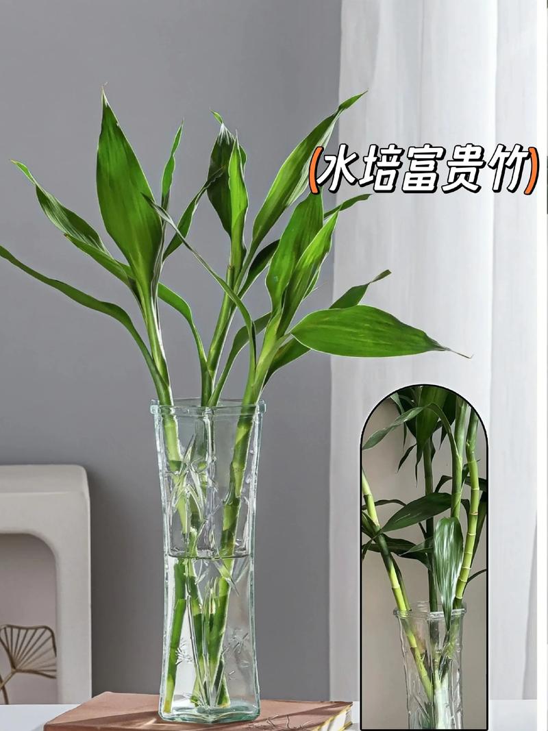 风水花瓶里需要定期擦拭花朵以保持整洁吗？