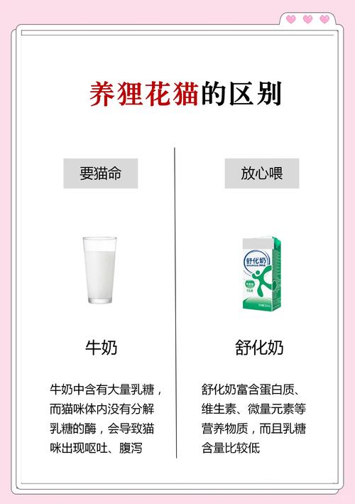 养猫作为住所宠物是否会对家居风水产生不良影响？