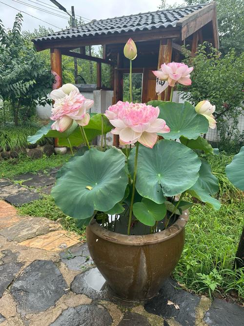 在风水庭院中种植荷花是否适宜？