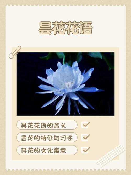 养昙花对风水是不是嫩带来好运和吉祥呢？