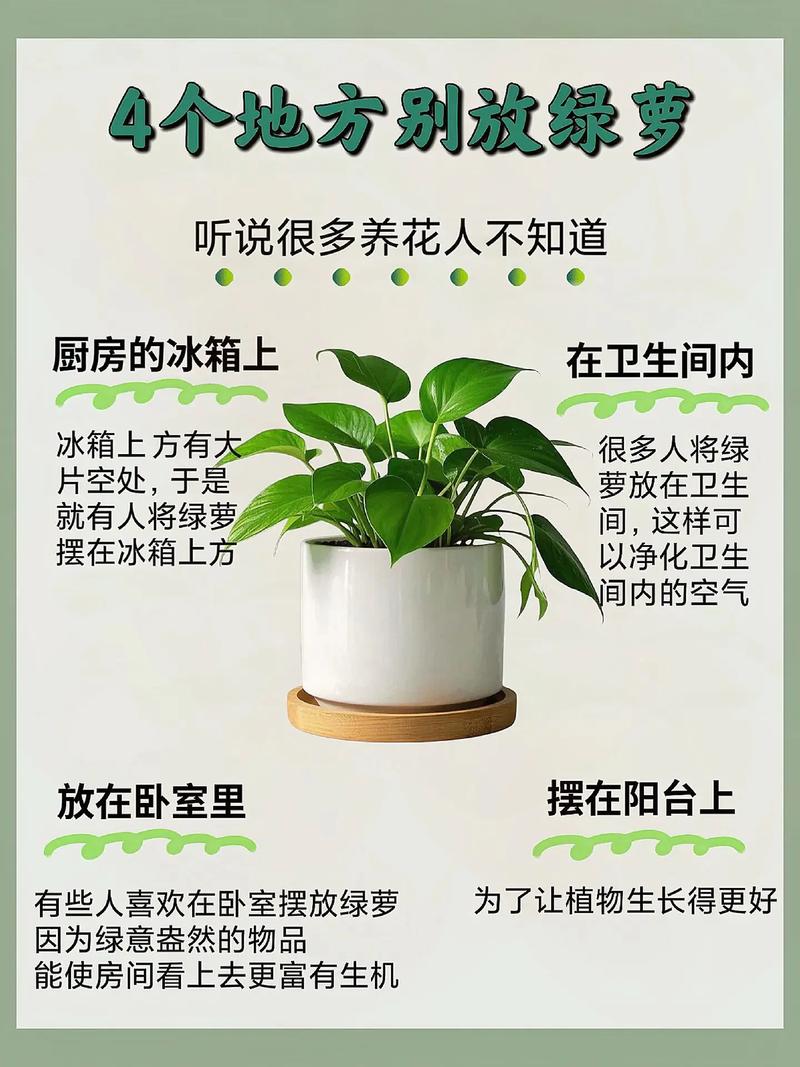 家里摆放绿萝是否符合风水原则呢？