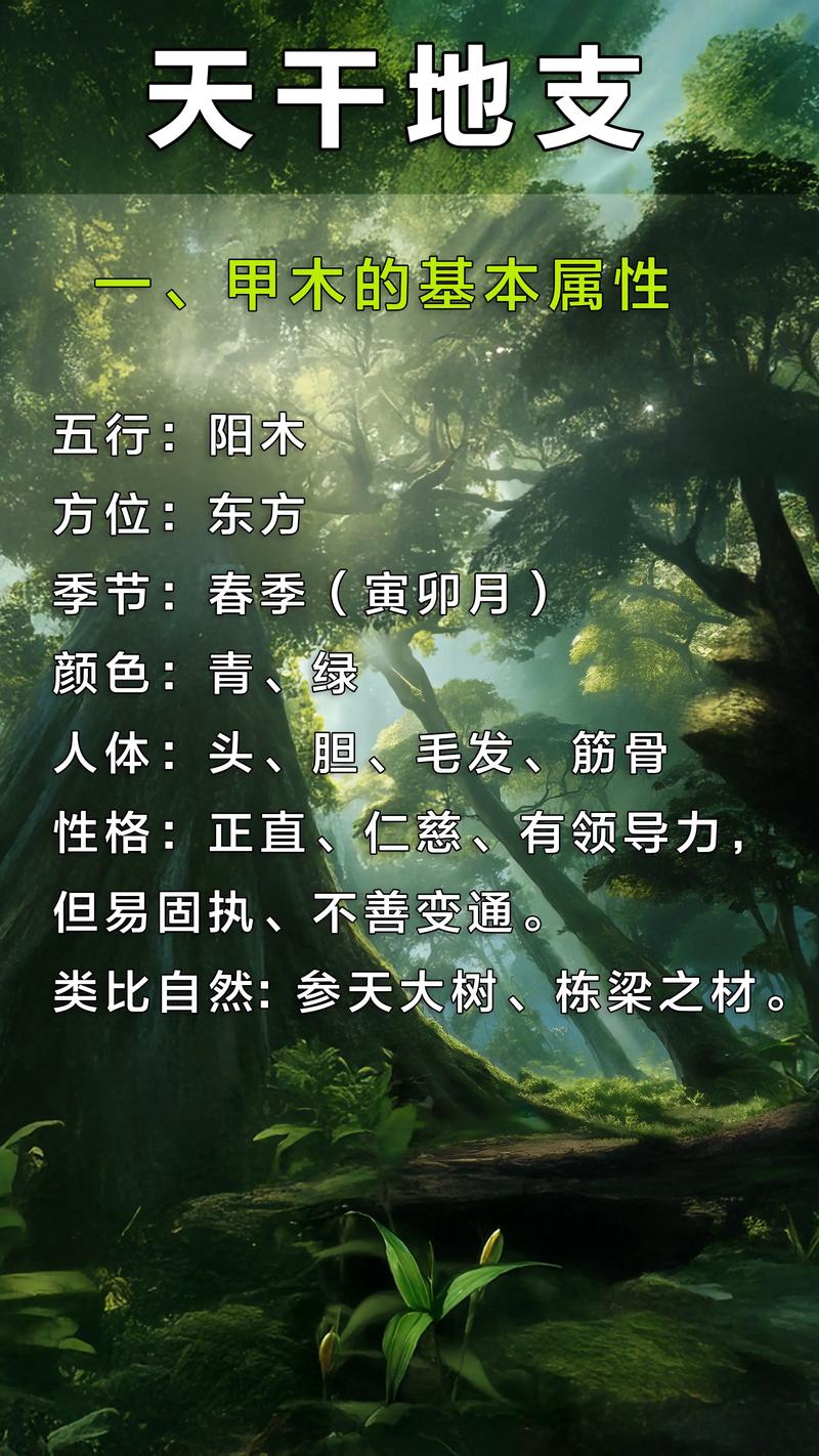 八字命理中甲木天干具有怎样的强大威力？