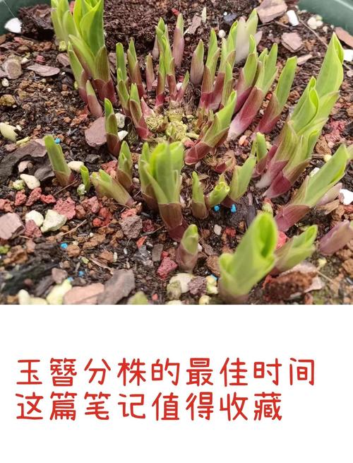 2026年3月19日这天适合种植植物吗？