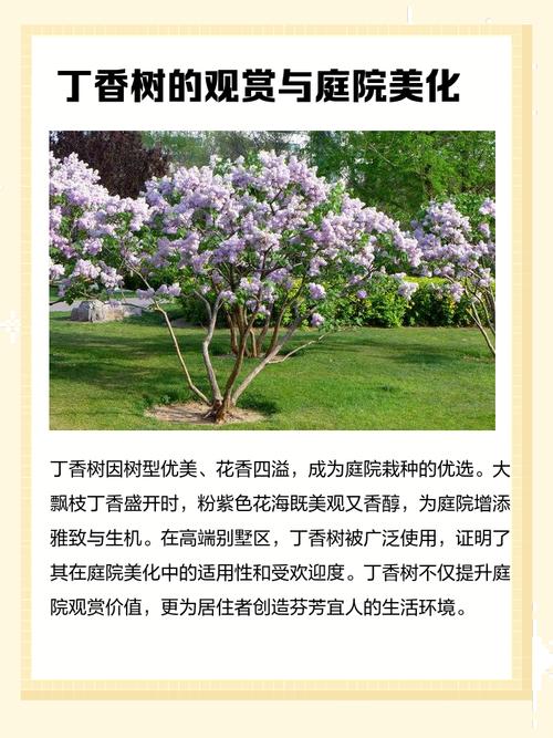 家里适合种植丁香树吗？哪种风水布局梗适宜？